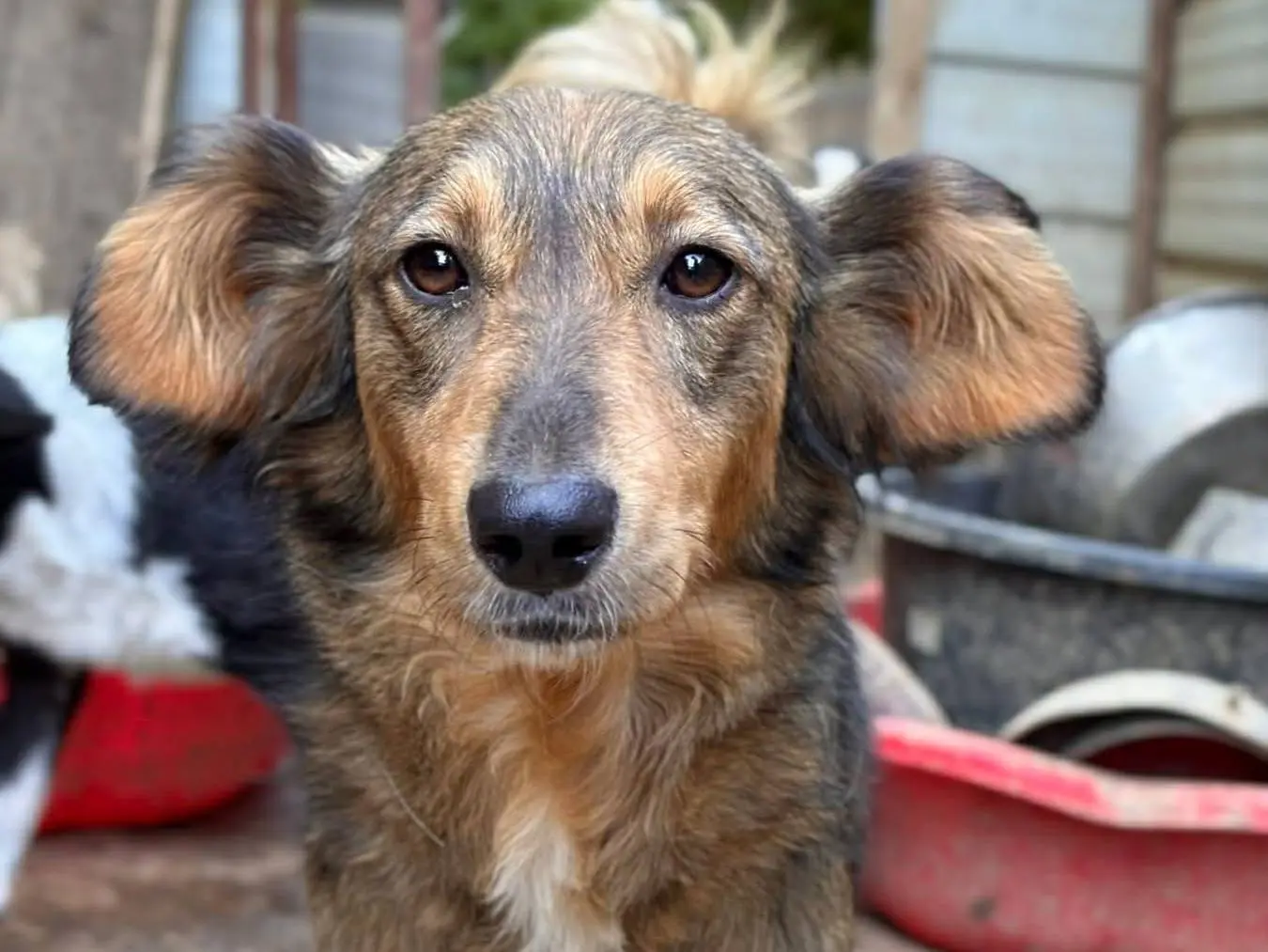 Adotta un cane, maschio, 2 anni e 2 mesi, Firenze