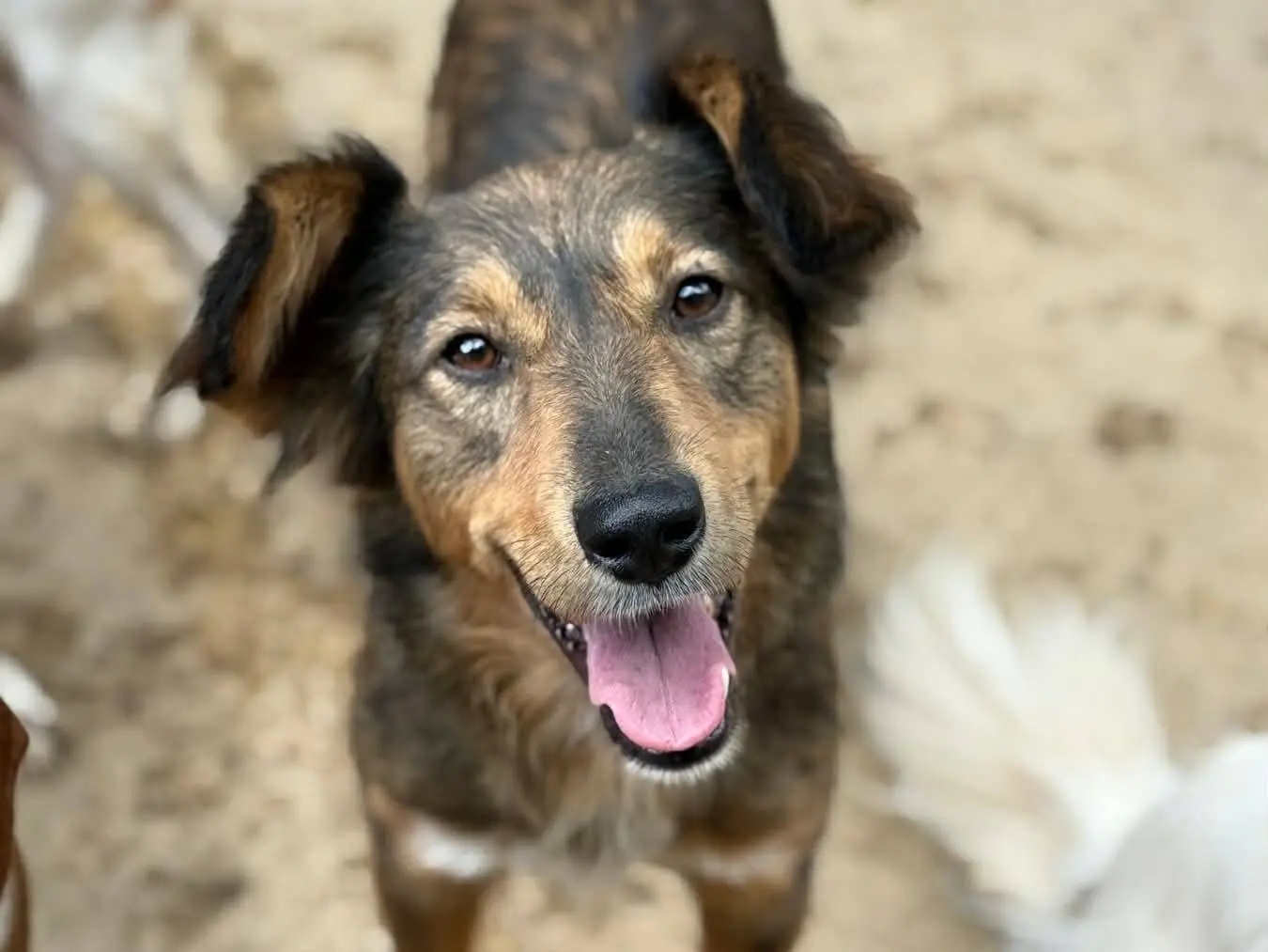 Adotta il cane MONKY a Firenze