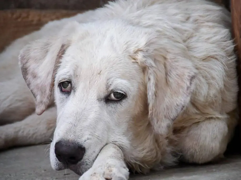 Adotta un cane, maschio, 1 anno e 7 mesi, Crotone