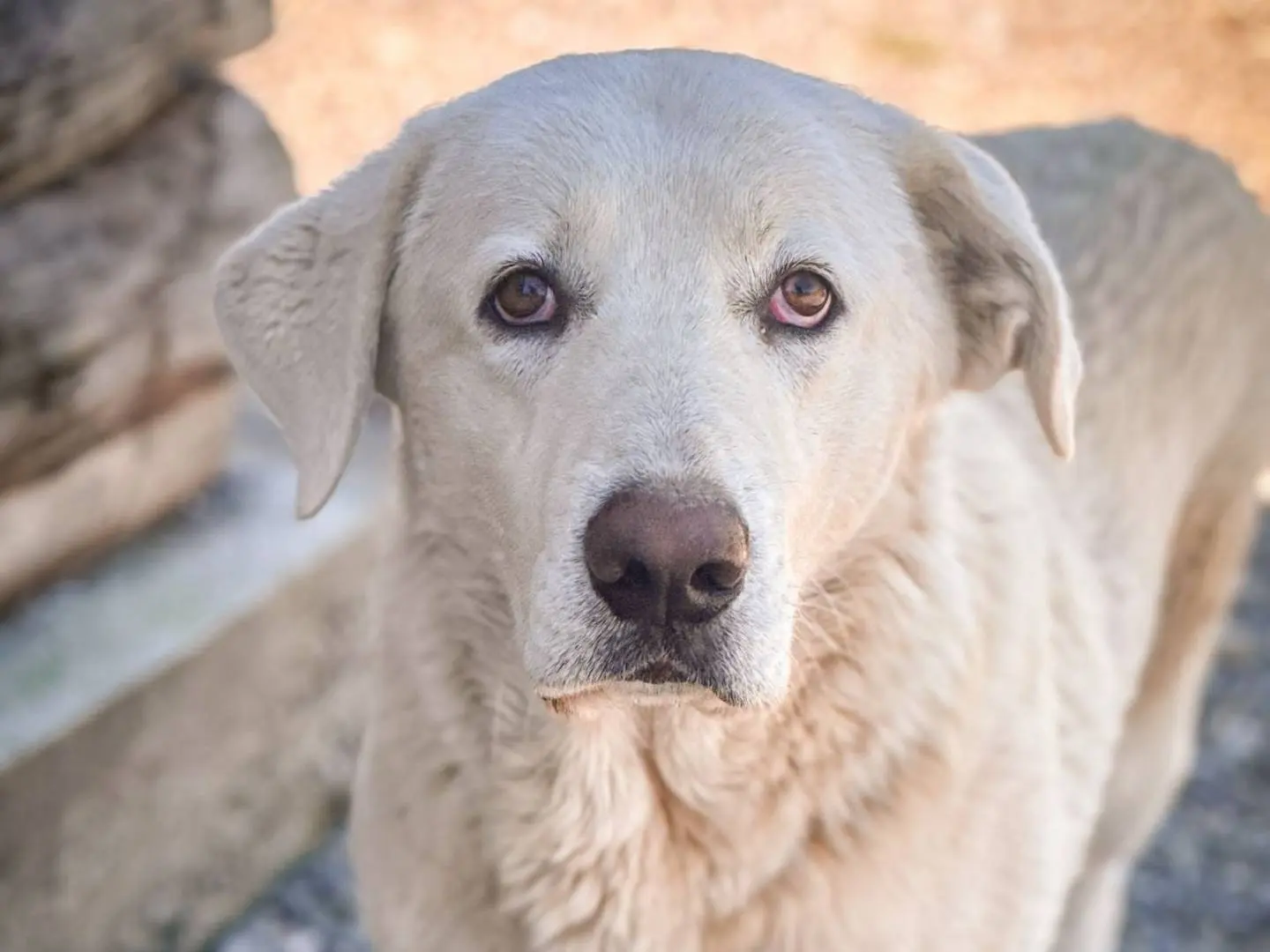 Adozione cane, maschio, Pastore maremmano Razza sconosciuta, 1 anno e 7 mesi, taglia grande, Crotone