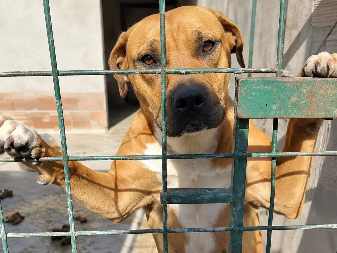 Foto 3 dell'animale