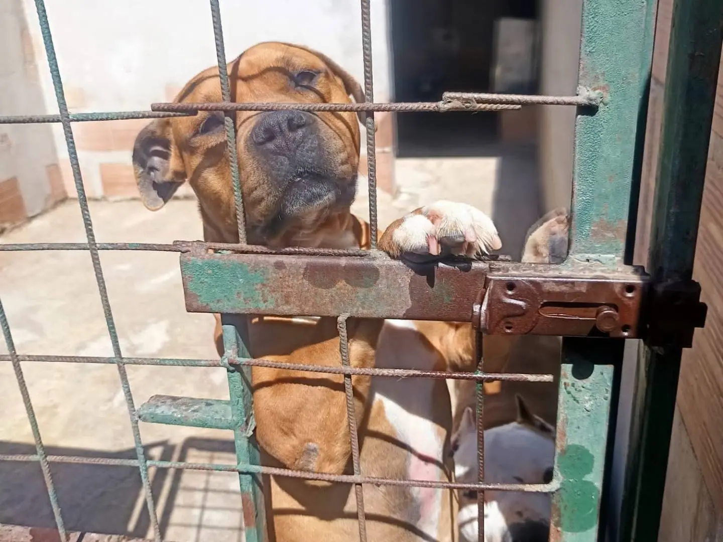 Adozione cane, femmina, Pitbull Razza sconosciuta, 4 anni, taglia grande, Avellino
