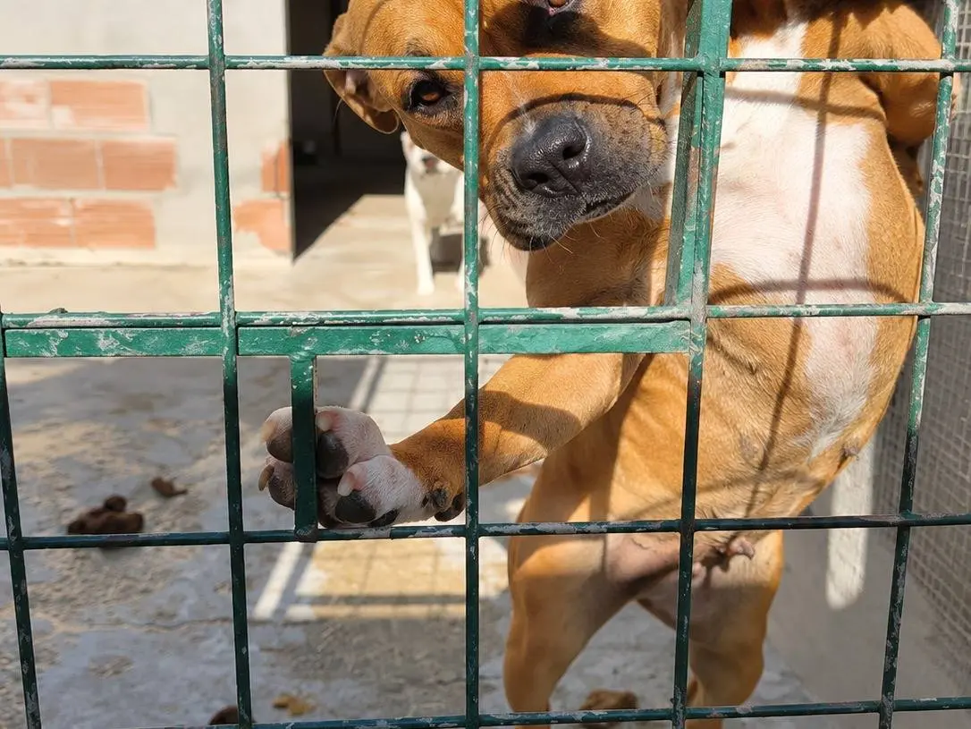 Foto 2 dell'animale