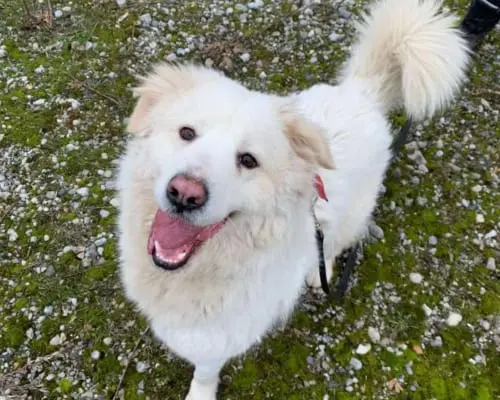 Adozione cane, femmina, Pastore maremmano, 7 anni e 5 mesi, taglia grande, Monza