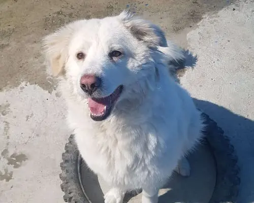 Adotta un cane, taglia grande, femmina, Monza