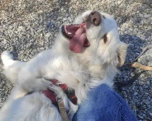 Adotta il cane Peggy a Monza