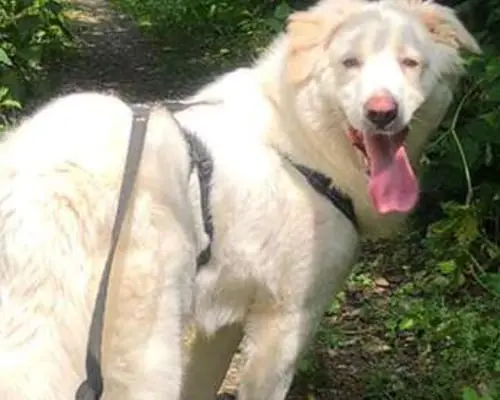 Adotta un cane, femmina, 7 anni e 5 mesi, Monza