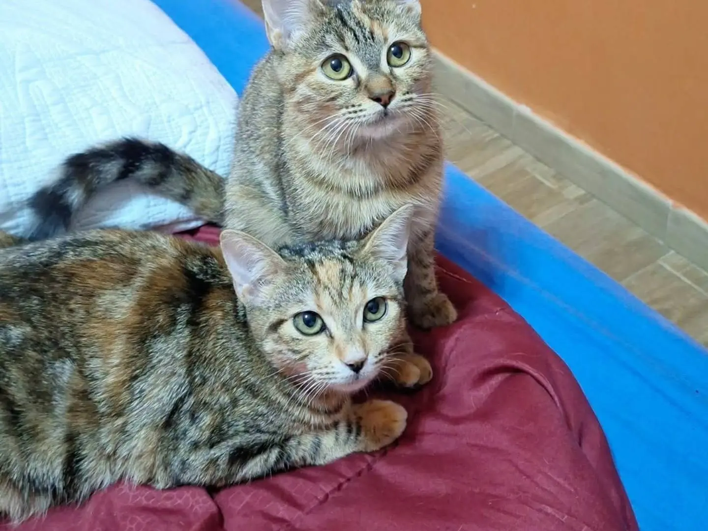 Adozione gatto, femmina, Razza sconosciuta Razza sconosciuta, 4 mesi, taglia non valida, Napoli