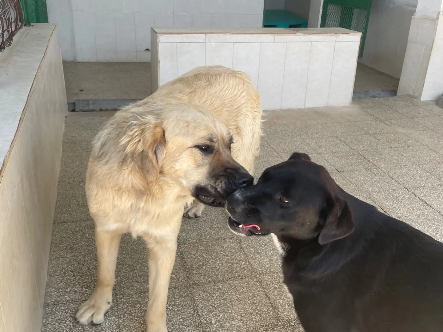 Adotta un cane, taglia grande, femmina, Caserta