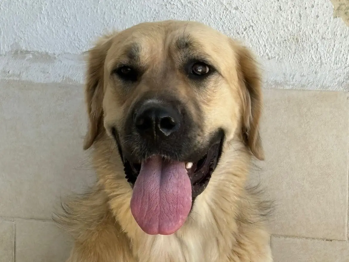 Vuoi adottare un cane a Caserta?