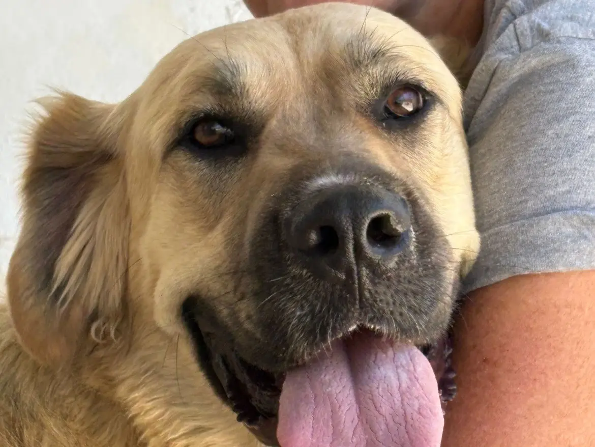Adozione cane, femmina, Bovaro Del Bernese Golden Retriever, 1 anno e 4 mesi, taglia grande, Caserta