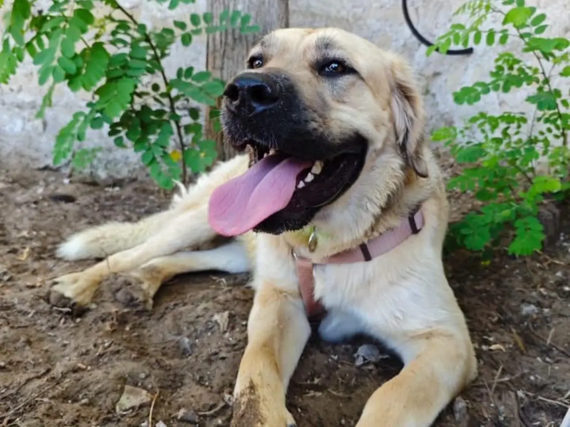 Adotta un cane, femmina, 1 anno e 4 mesi, Caserta