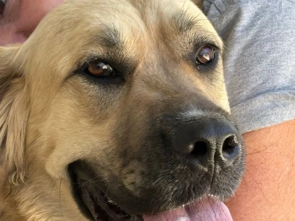 Adotta il cane Bonnie a Caserta