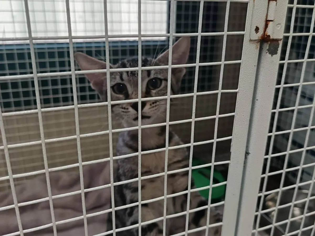 Adozione gatto, femmina, Razza sconosciuta Razza sconosciuta, 4 mesi, taglia non valida, Ravenna