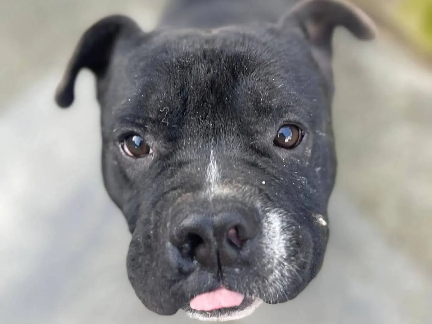 Adozione cane, maschio, Pitbull Razza sconosciuta, 1 anno e 9 mesi, taglia media, Frosinone