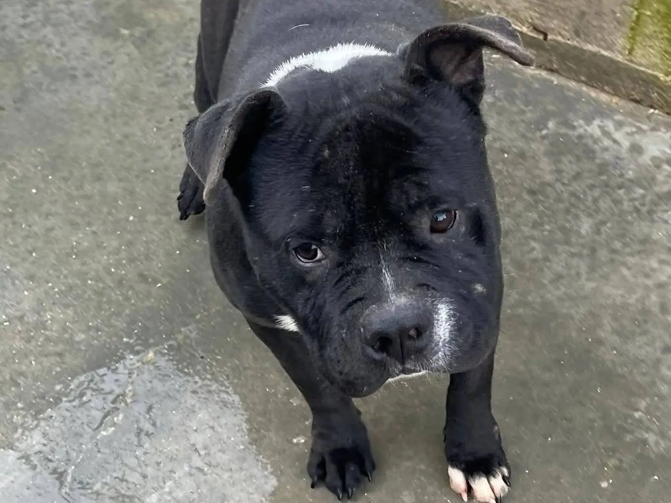 Adotta il cane Anselmo a Frosinone