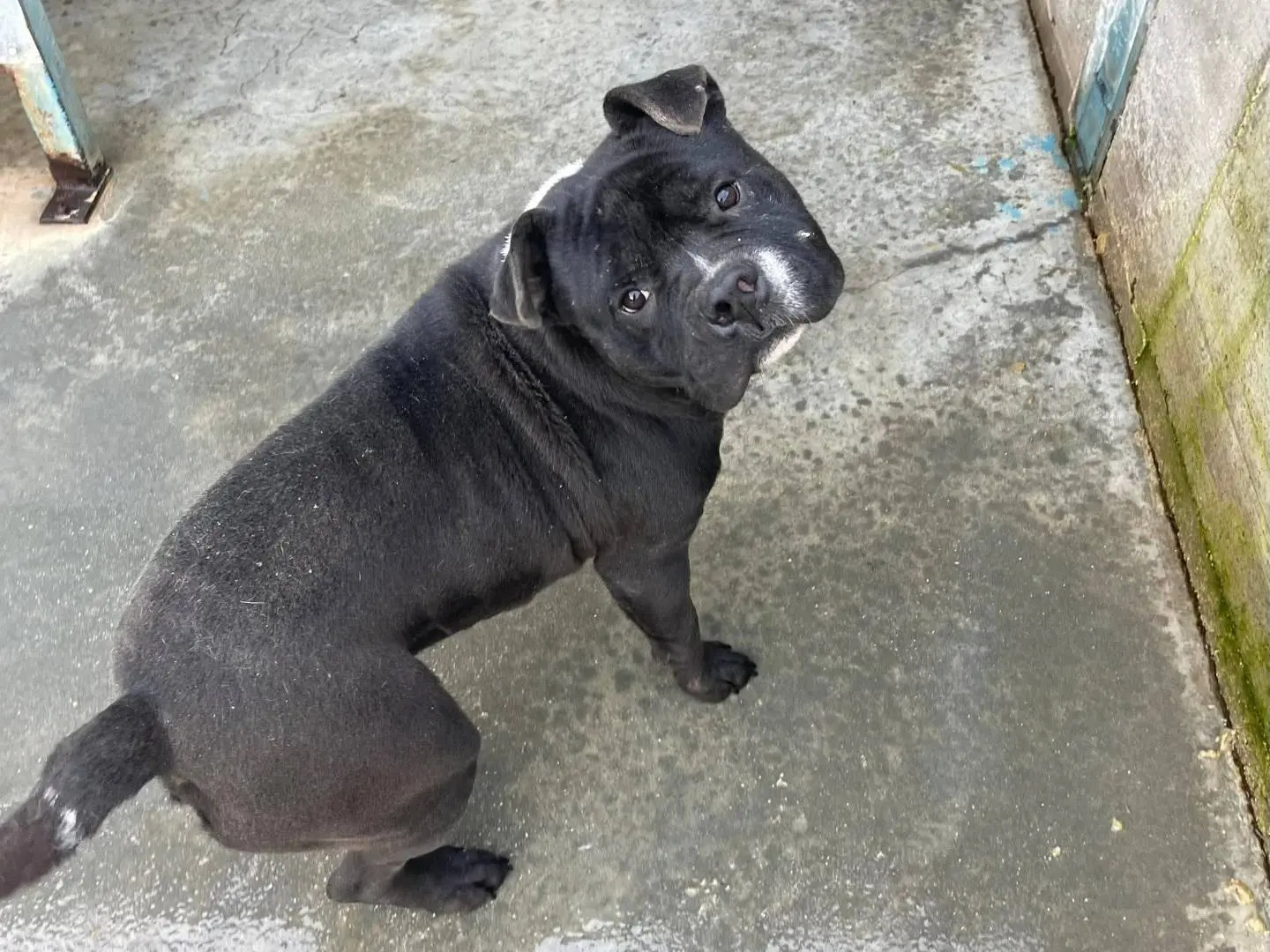 Vuoi adottare un cane a Frosinone?