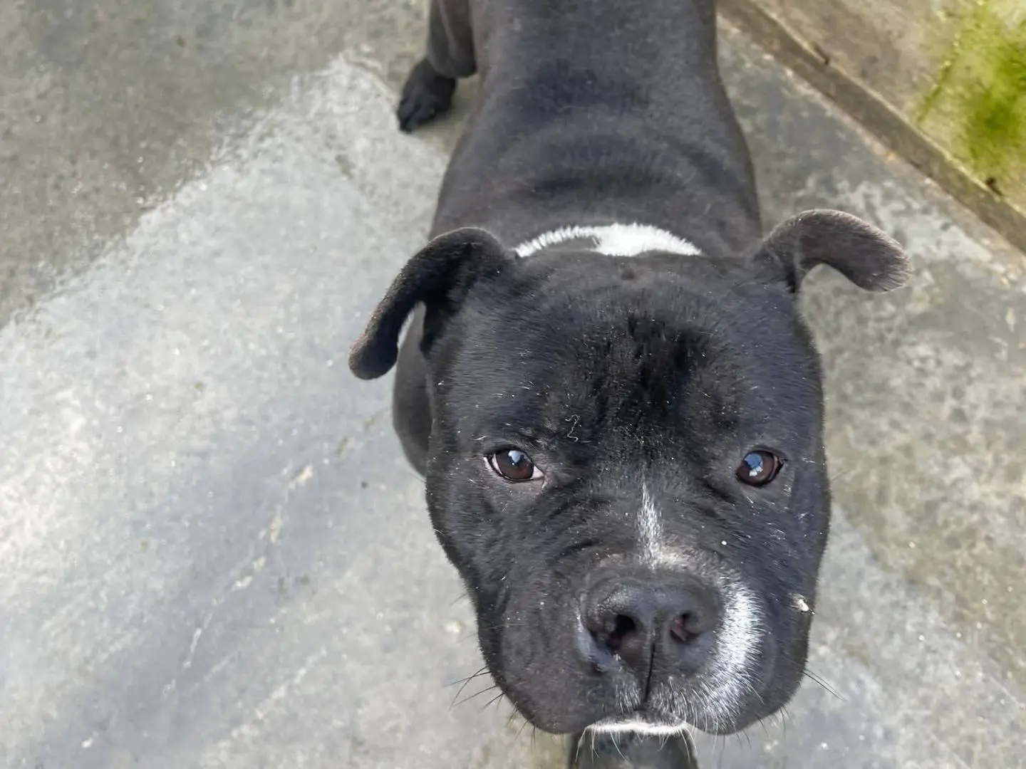 Adotta un cane, maschio, 1 anno e 9 mesi, Frosinone