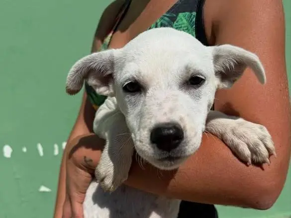 Adozione cane, femmina, Razza sconosciuta Razza sconosciuta, 1 anno e 5 mesi, taglia media, Matera