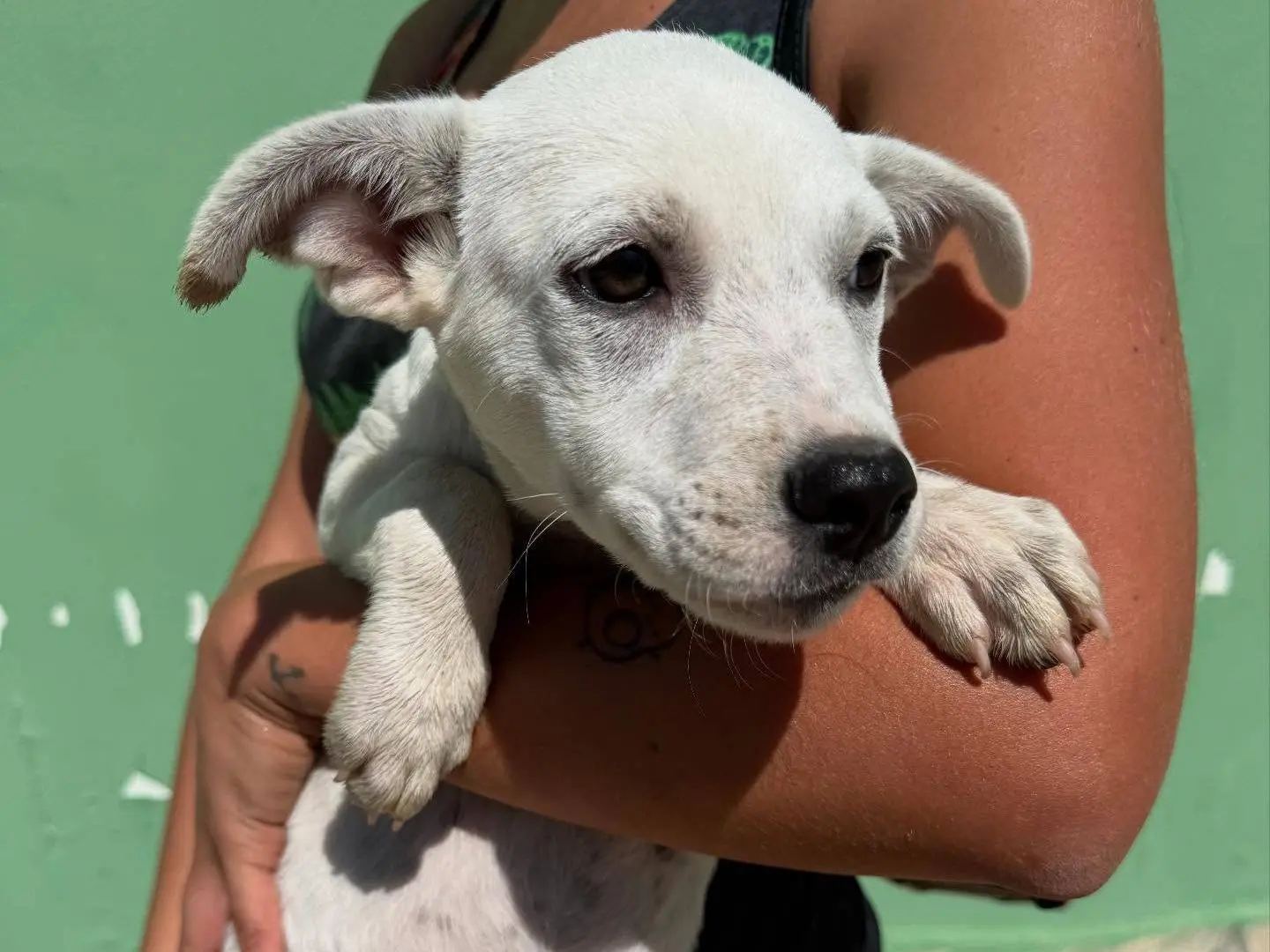 Adotta un cane, femmina, 1 anno e 5 mesi, Matera