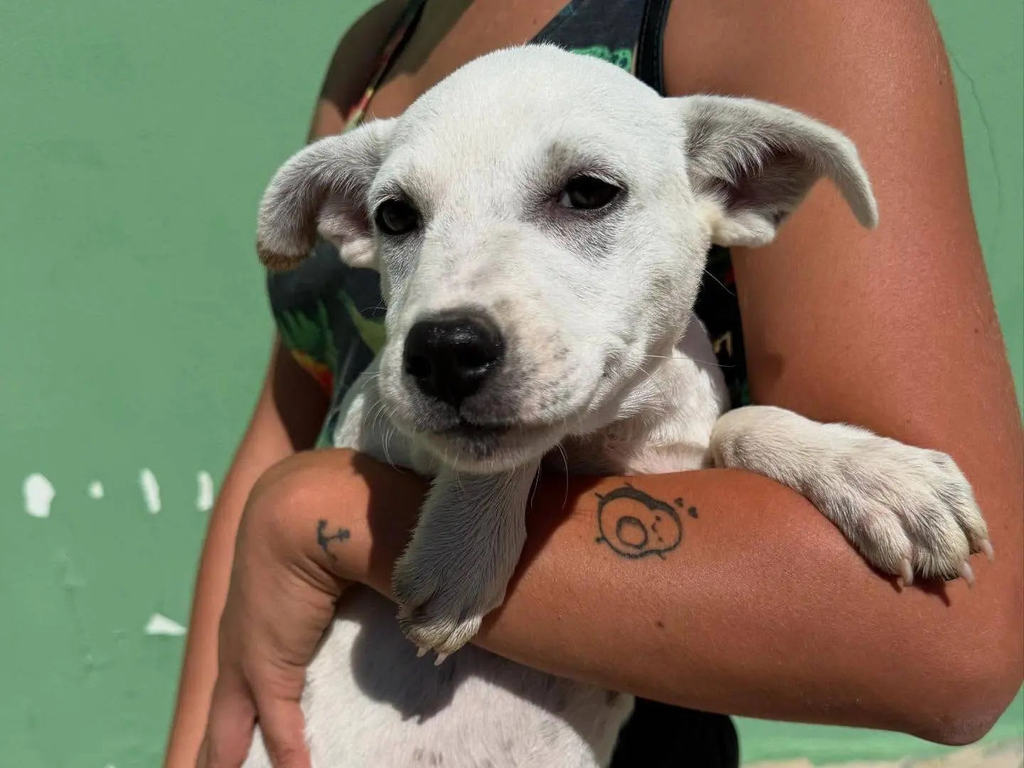 Adotta un cane, taglia media, femmina, Matera