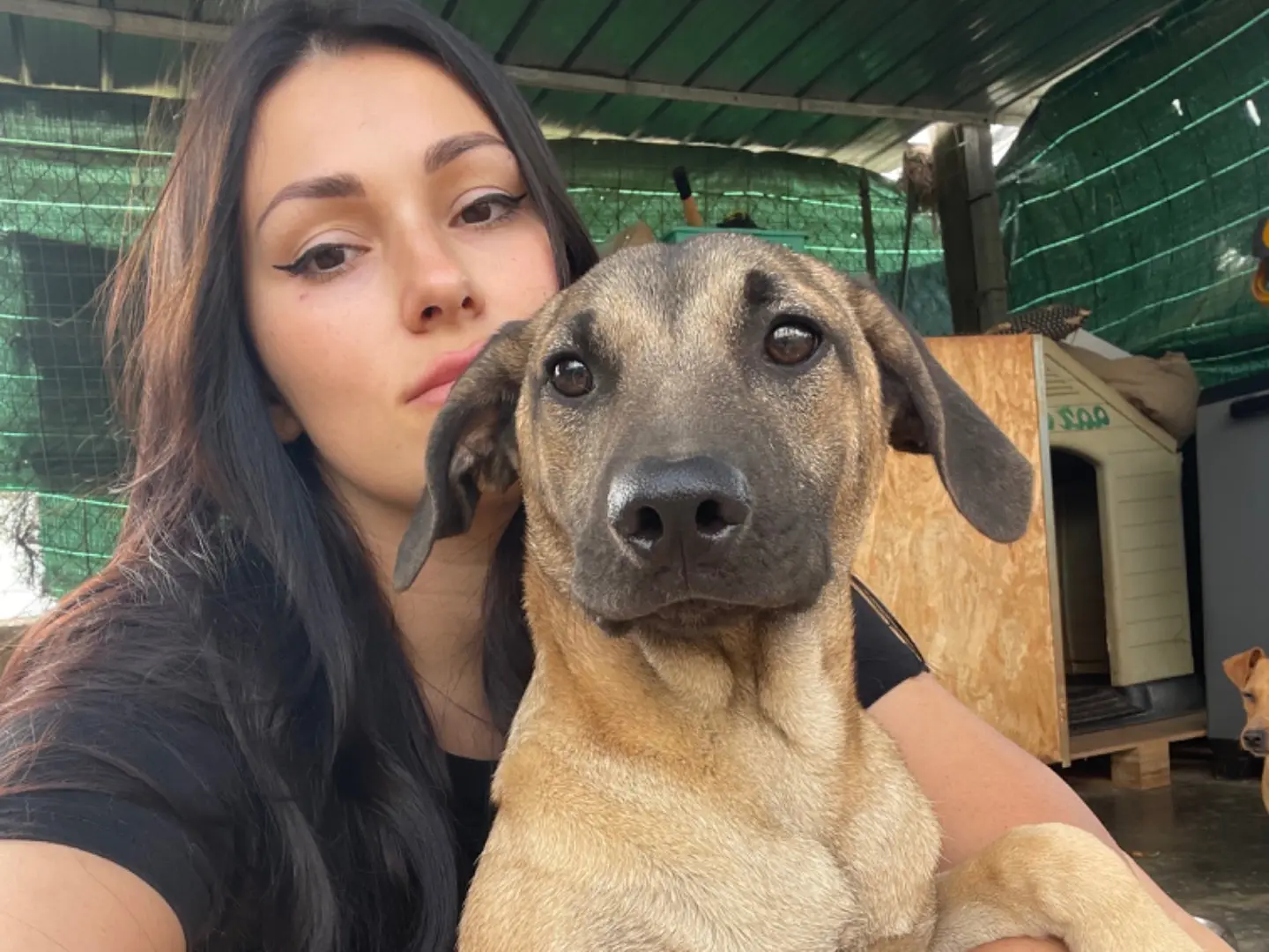 Adotta un cane, femmina, 2 anni e 11 mesi, Catanzaro