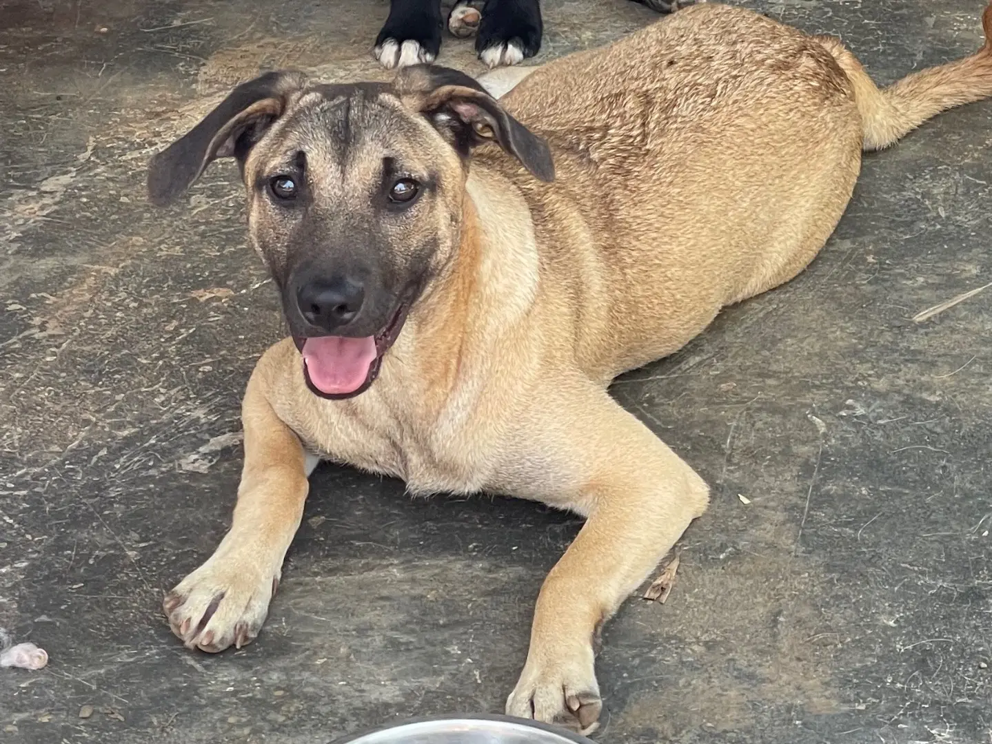 Adotta un cane, taglia media, femmina, Catanzaro