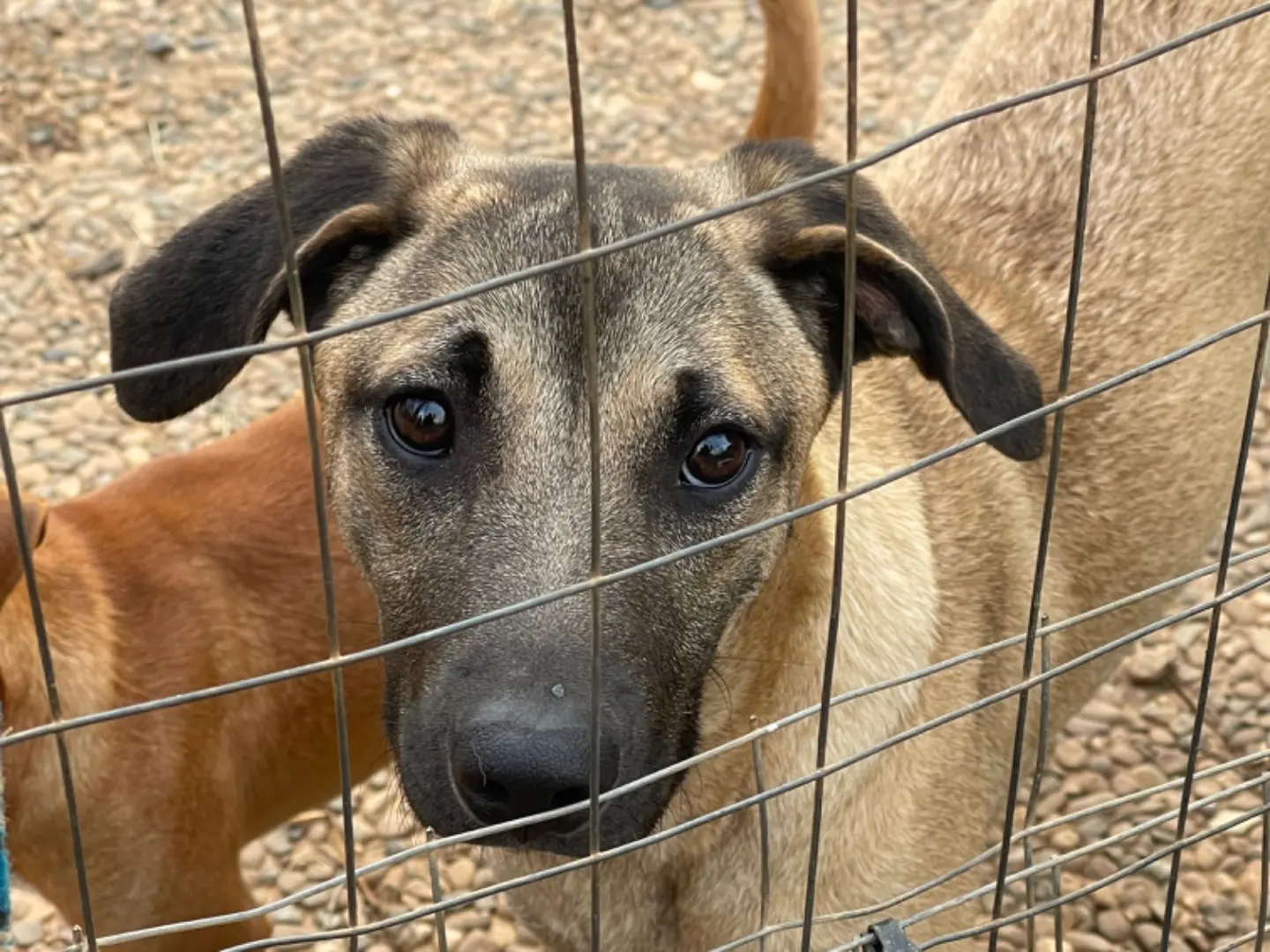 Adozione cane, femmina, meticcio, 2 anni e 11 mesi, taglia media, Catanzaro