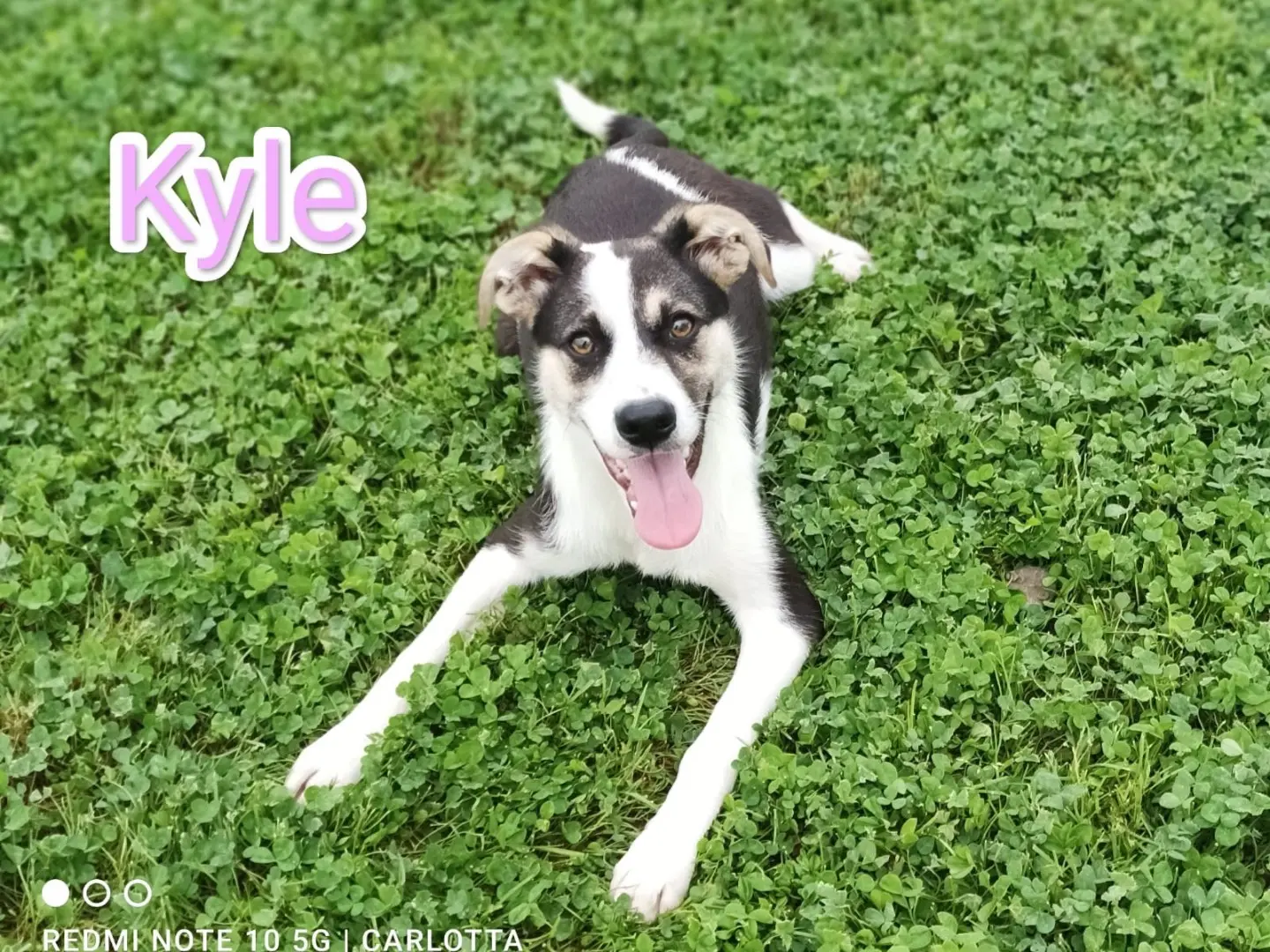 Adozione cane, femmina, Razza sconosciuta Razza sconosciuta, 1 anno e 10 mesi, taglia media contenuta, Cosenza