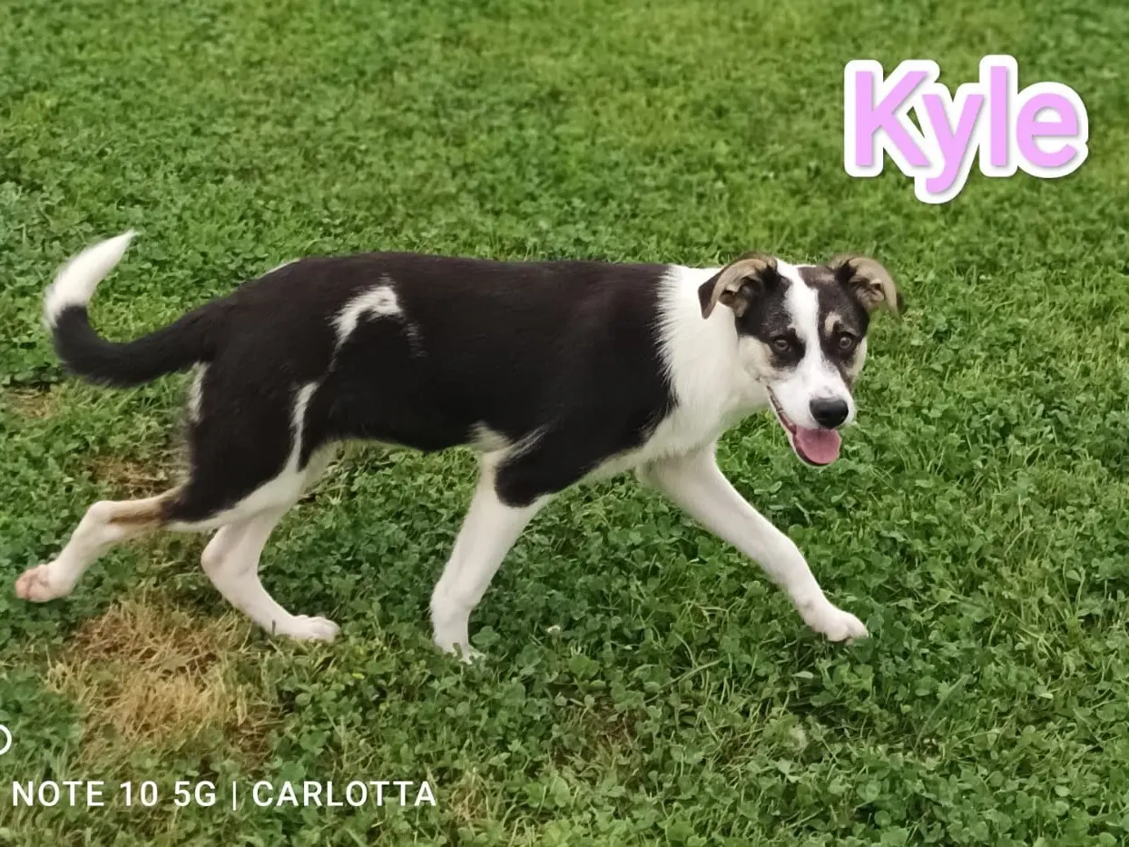 Adotta un cane, femmina, 1 anno e 10 mesi, Cosenza