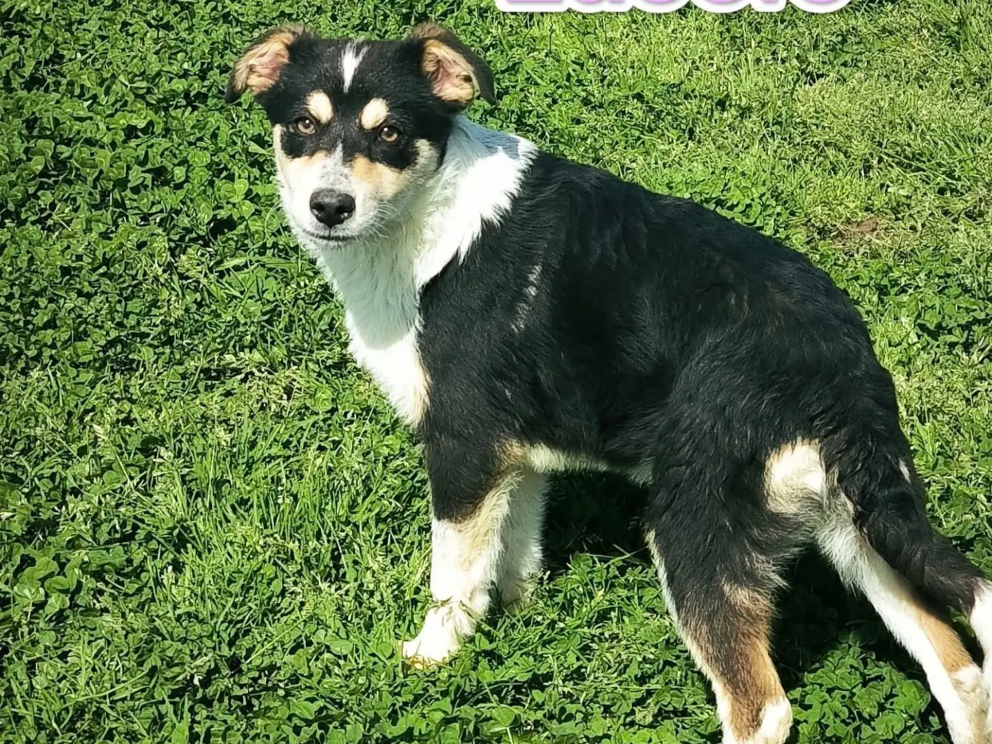 Adozione cane, femmina, Razza sconosciuta Razza sconosciuta, 1 anno e 10 mesi, taglia media, Cosenza