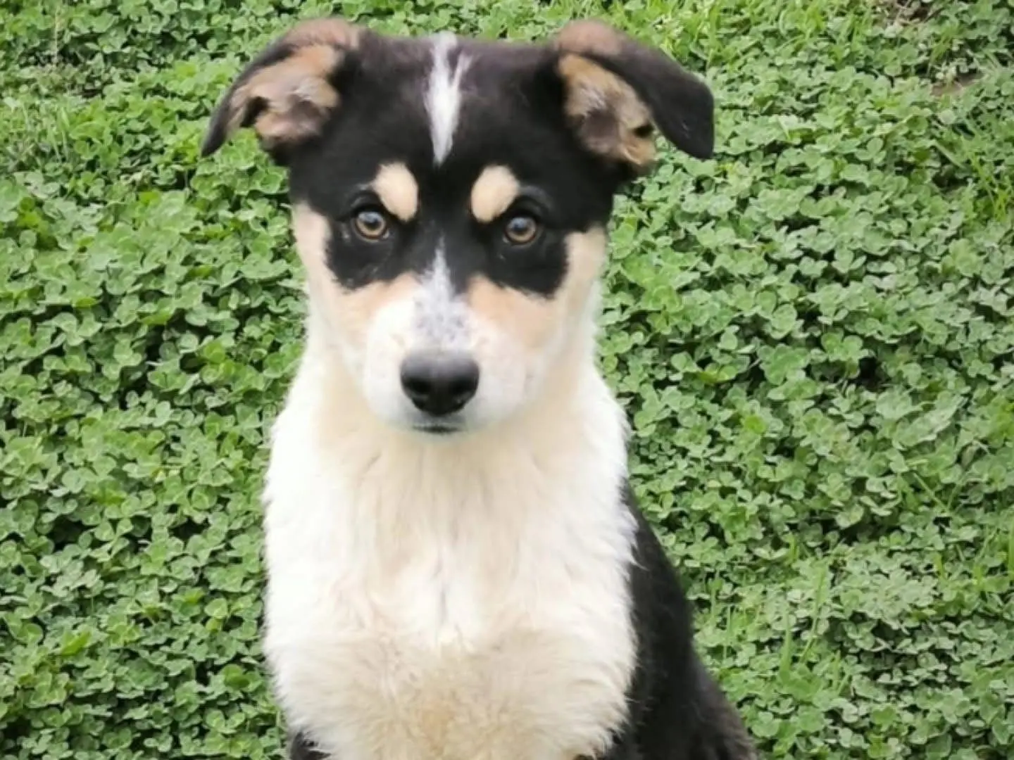 Adotta un cane, femmina, 1 anno e 10 mesi, Cosenza