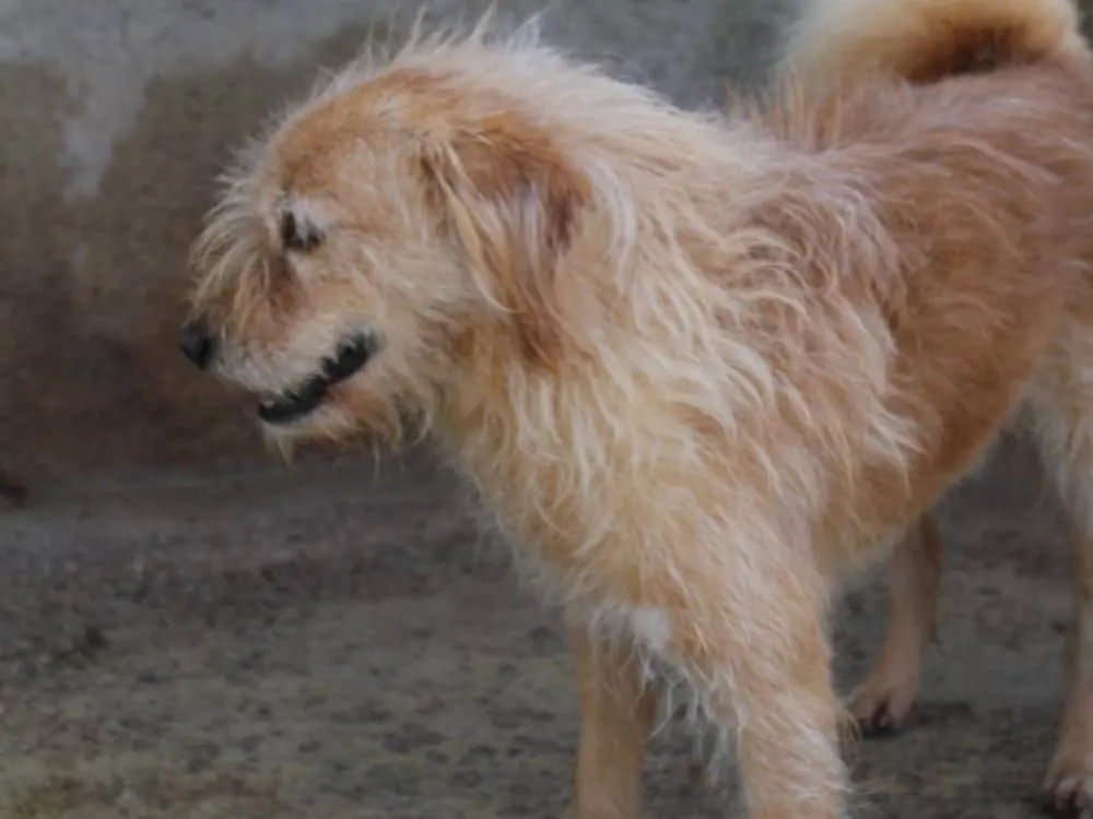 Adotta un cane, taglia media contenuta, maschio, Reggio