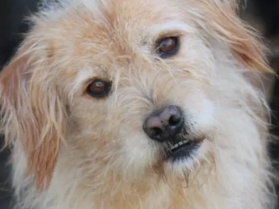 Vuoi adottare un cane a Reggio?
