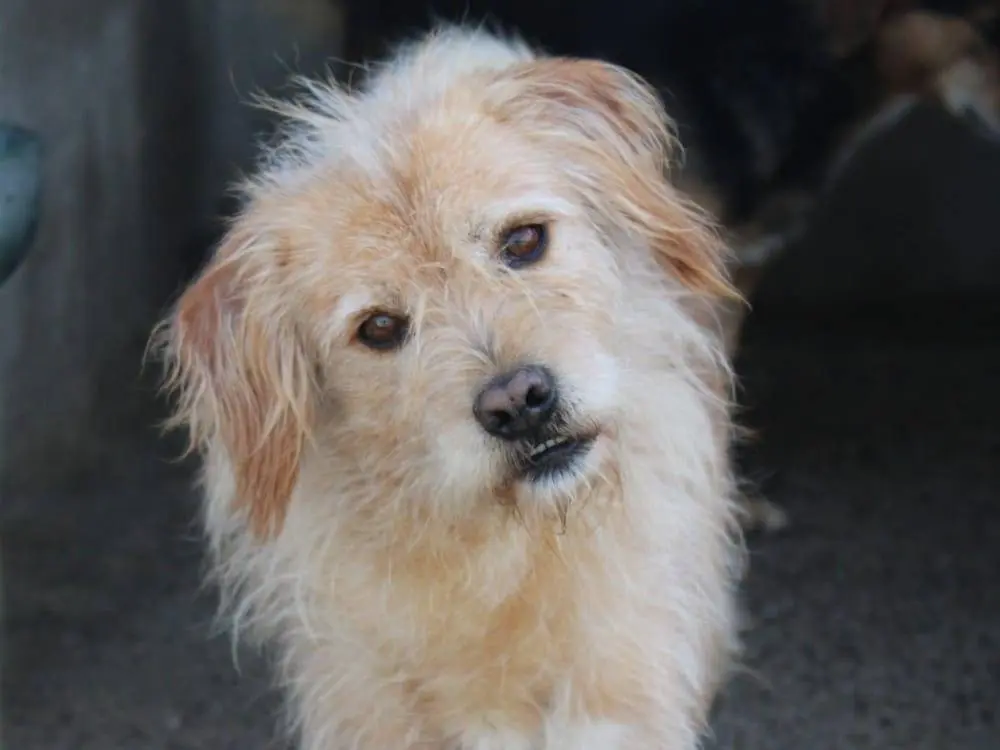 Adozione cane, maschio, Razza sconosciuta Razza sconosciuta, 6 anni e 1 mese, taglia media contenuta, Reggio