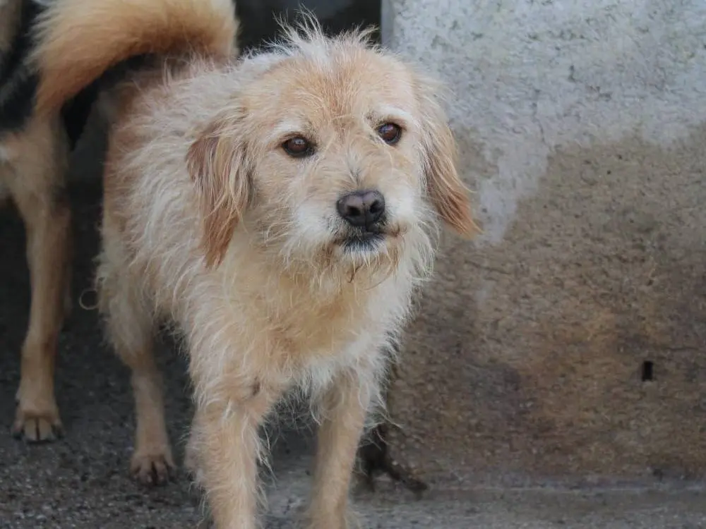Adotta un cane, maschio, 6 anni e 1 mese, Reggio