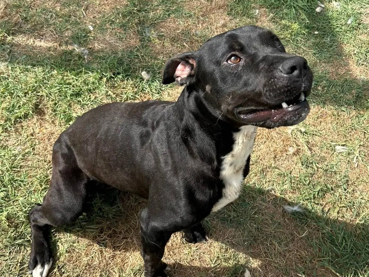 Vuoi adottare un cane a Latina?