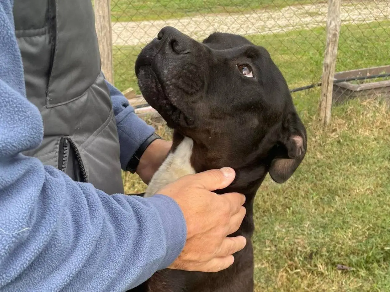 Adotta un cane, maschio, 4 anni e 9 mesi, Latina