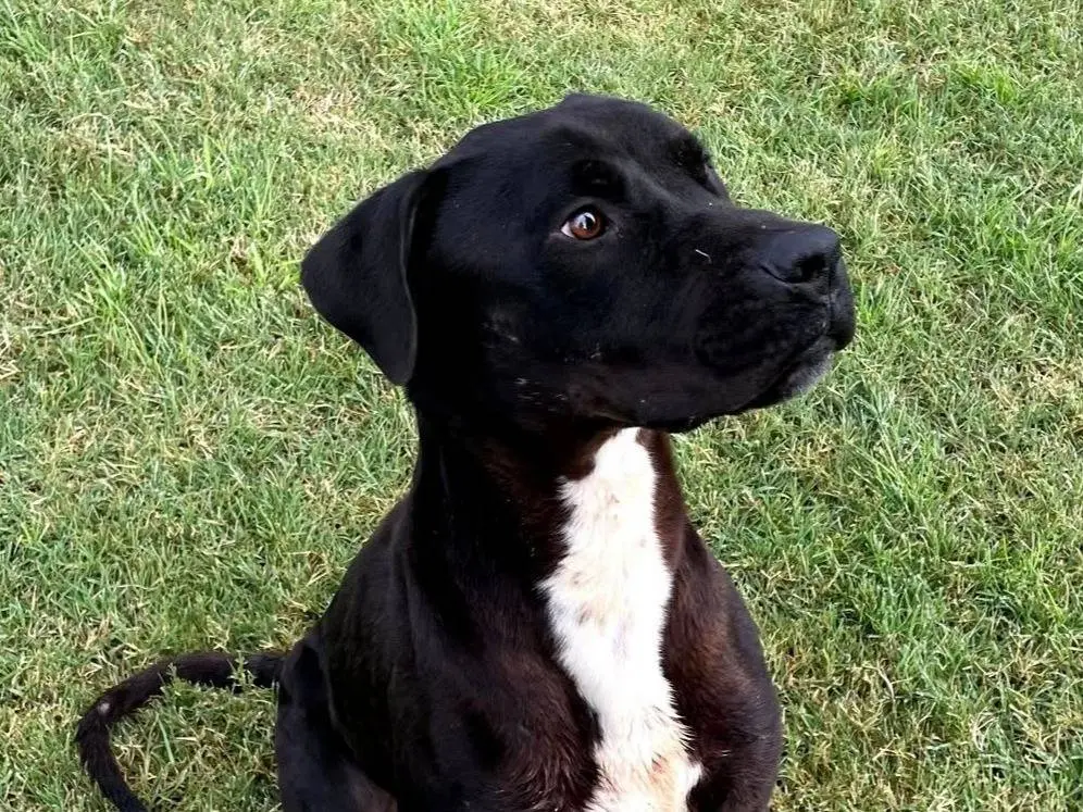 Adozione cane, maschio, Razza sconosciuta Razza sconosciuta, 4 anni e 9 mesi, taglia media, Latina