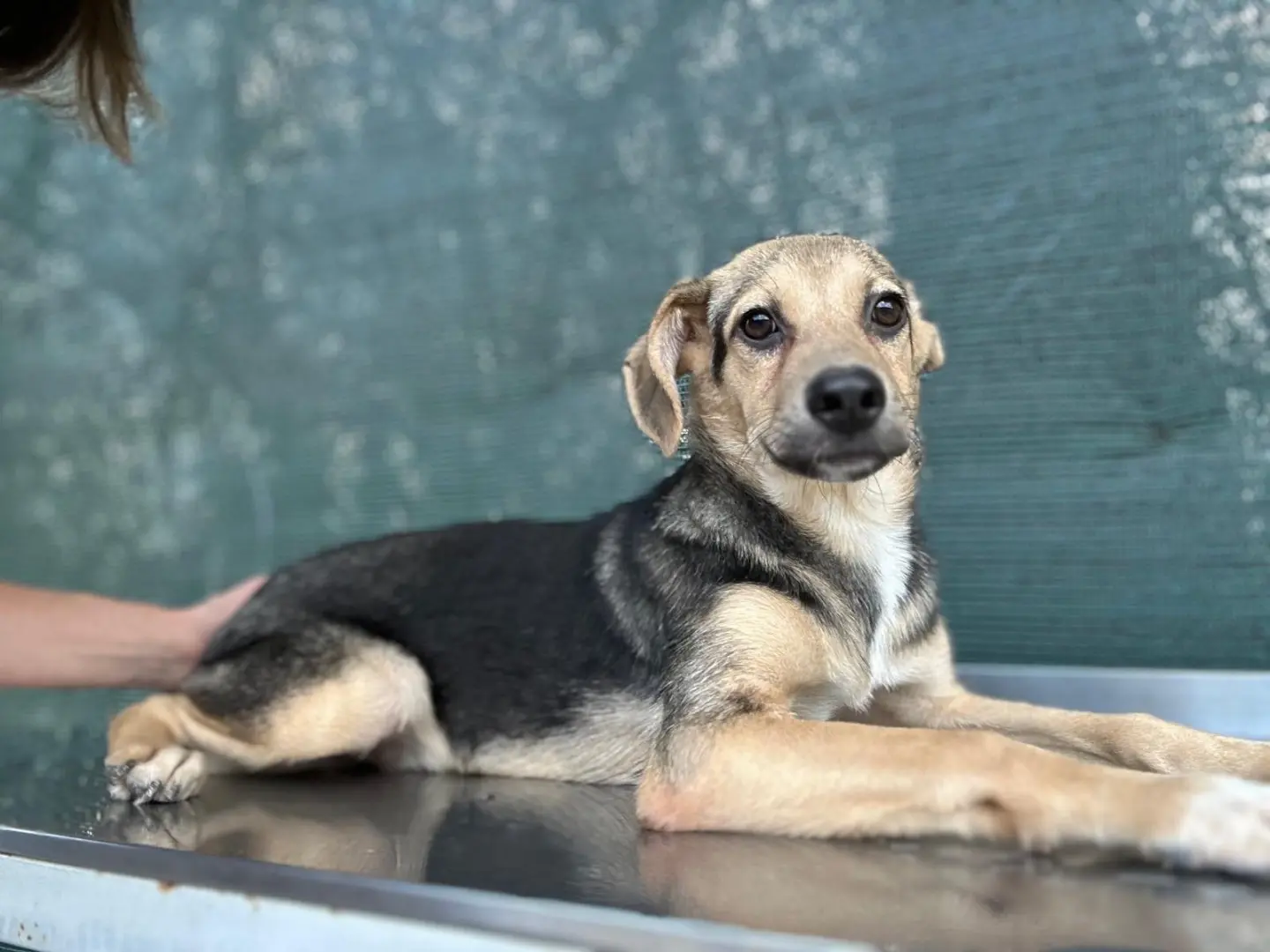 Adotta un cane, maschio, 1 anno e 7 mesi, Salerno