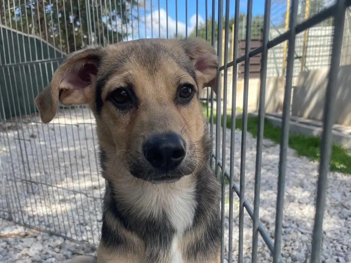 Adozione cane, maschio, Razza sconosciuta Razza sconosciuta, 1 anno e 7 mesi, taglia media, Salerno