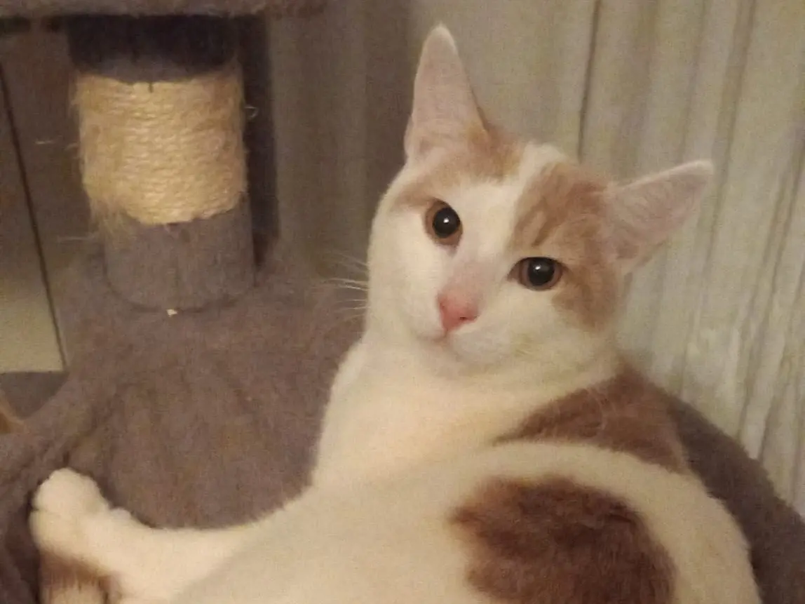 Vuoi adottare un gatto a Latina?