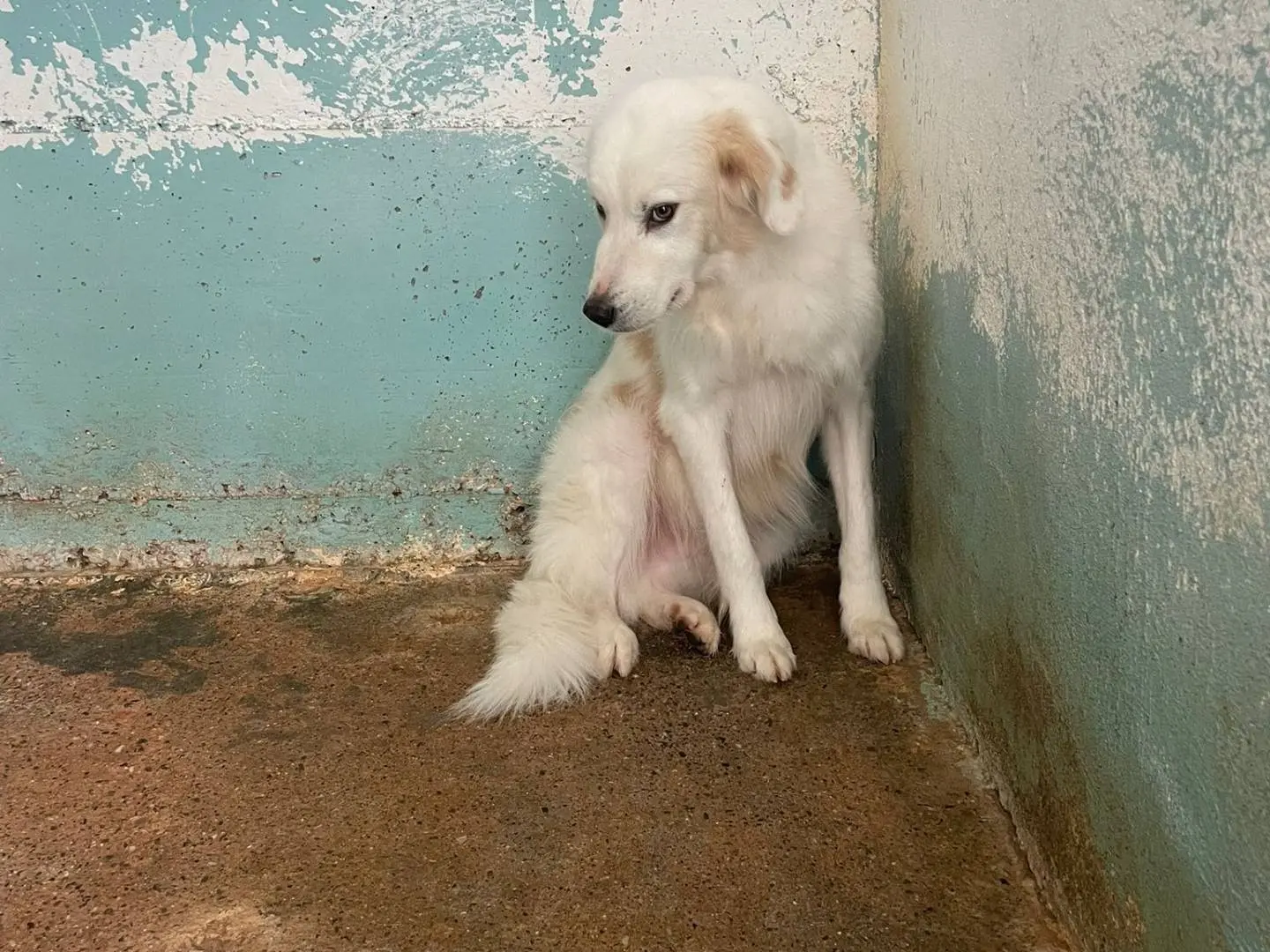 Adozione cane, femmina, Razza sconosciuta Razza sconosciuta, 6 anni e 3 mesi, taglia media, Crotone