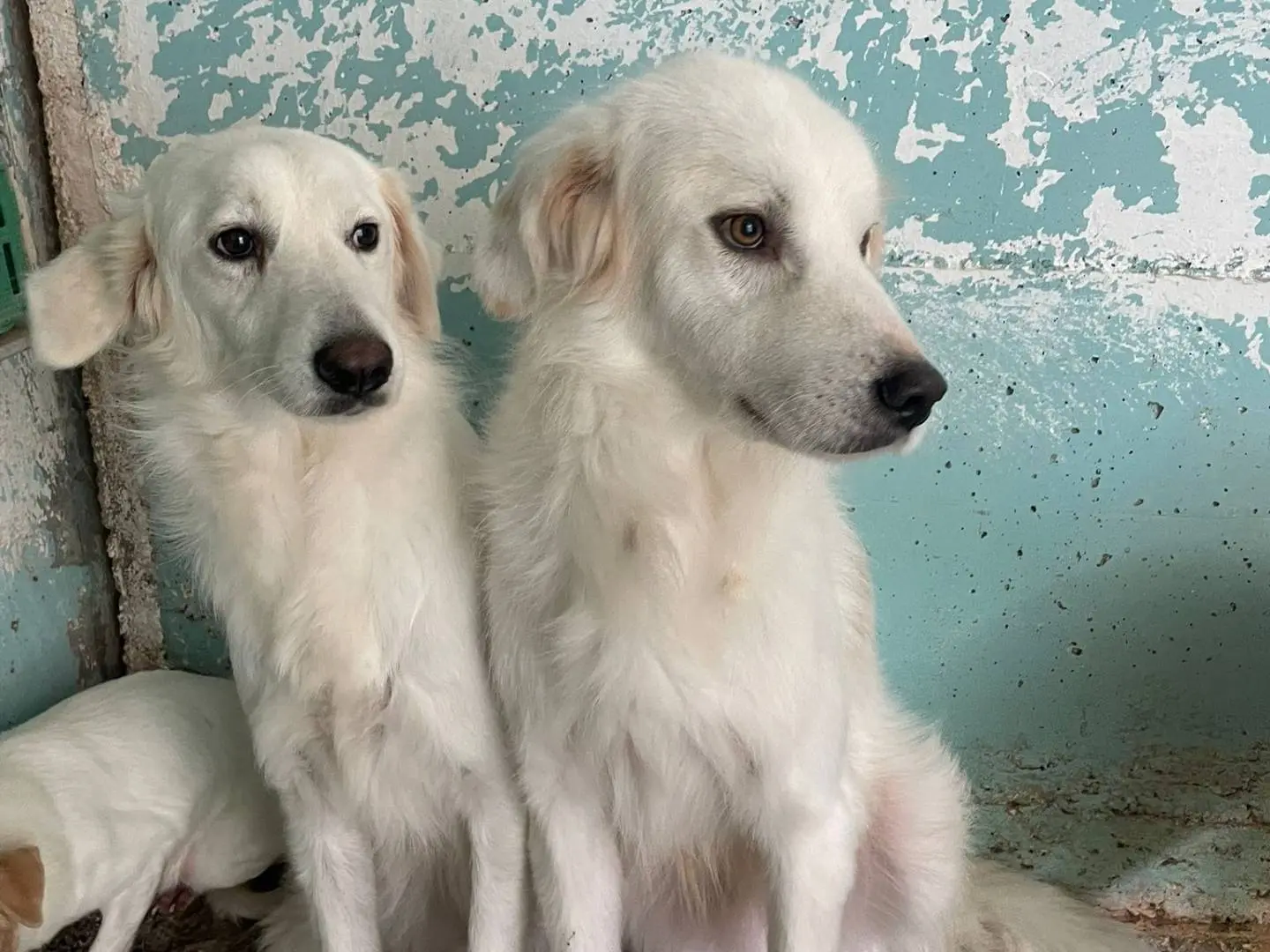 Adotta un cane, taglia media, femmina, Crotone