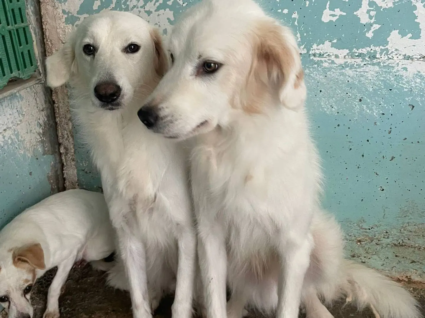 Adotta un cane, femmina, 6 anni e 3 mesi, Crotone