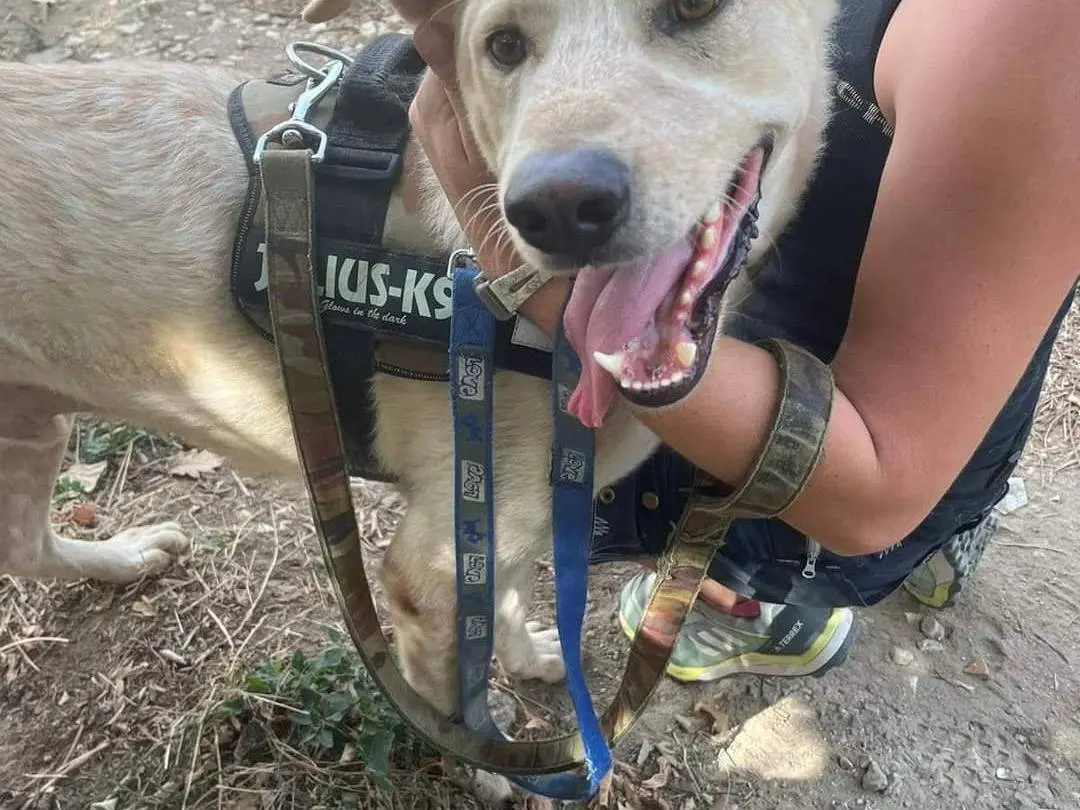 Adotta un cane, maschio, 5 anni e 5 mesi, Napoli