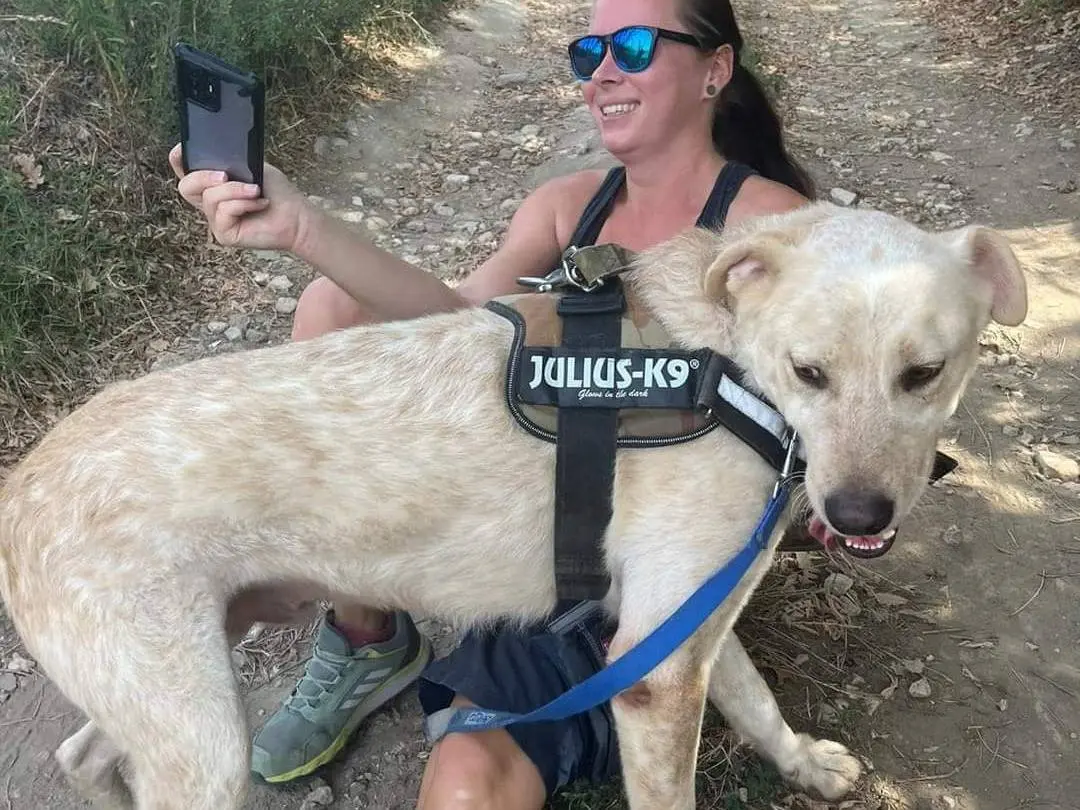 Adotta un cane, taglia grande, maschio, Napoli