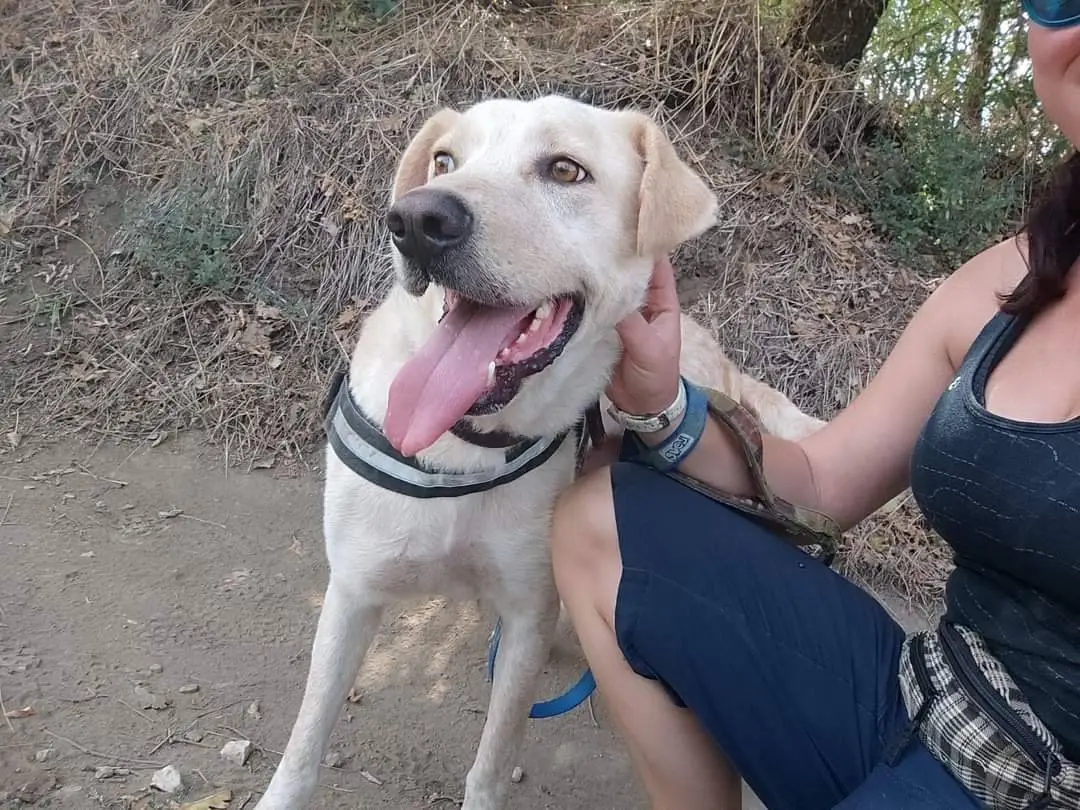 Adozione cane, maschio, meticcio, 5 anni e 5 mesi, taglia grande, Napoli