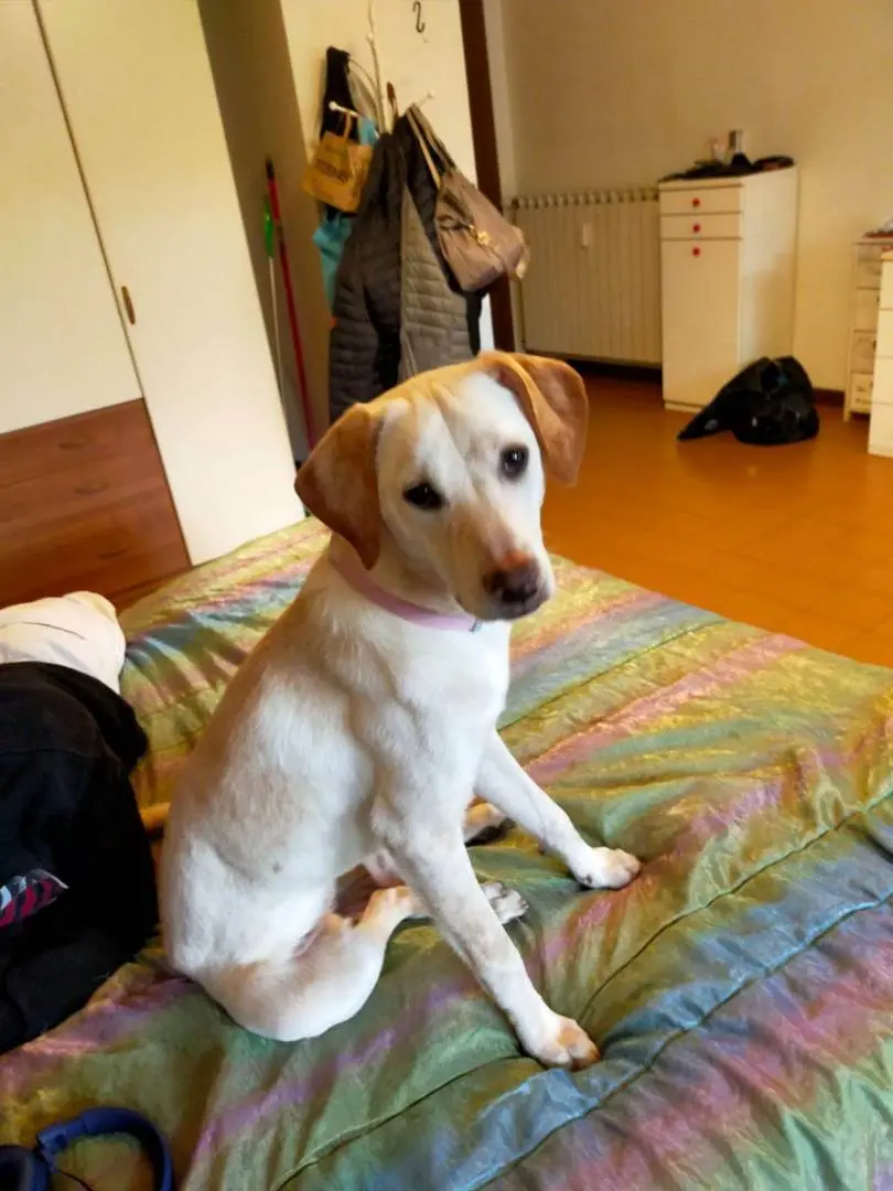 Adotta il cane MIA a Bergamo