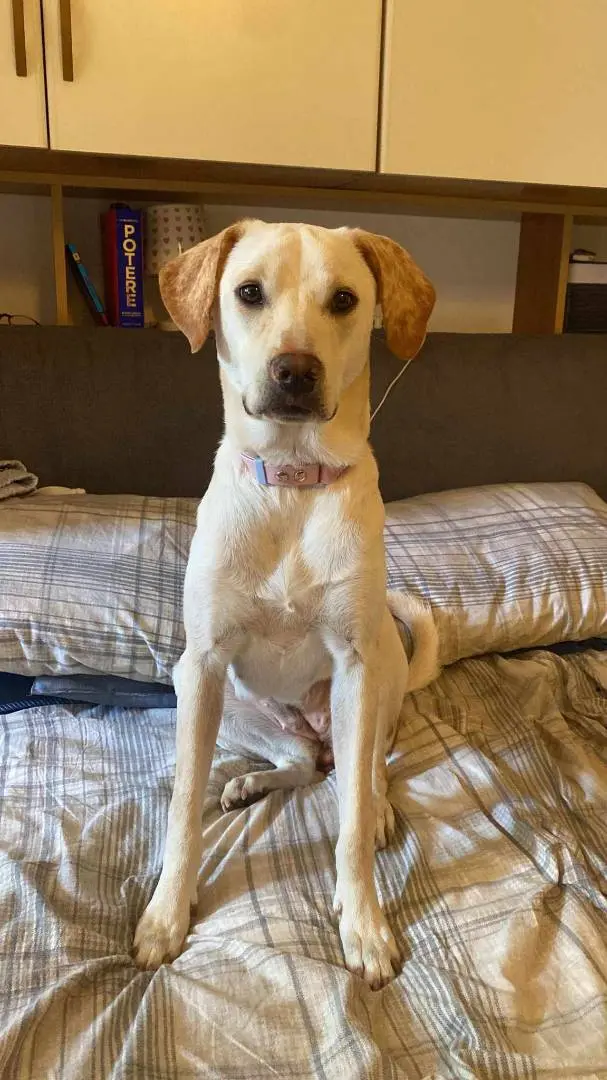 Adozione cane, femmina, meticcio, 4 anni e 1 mese, taglia media, Bergamo